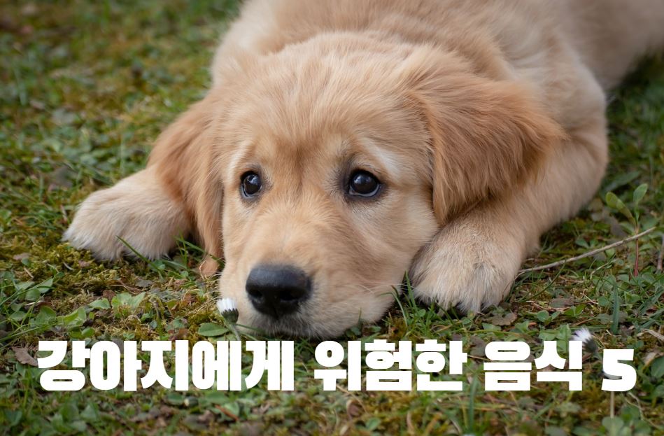 강아지 위험한 음식